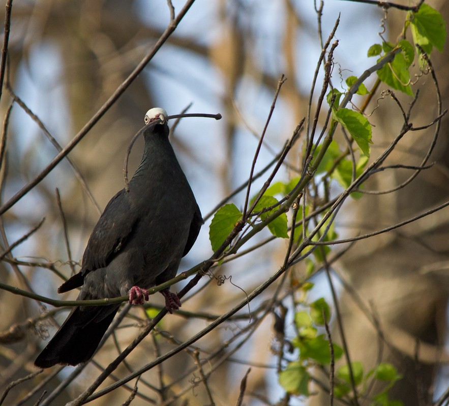 White-crowned Pigeon - ML75555411