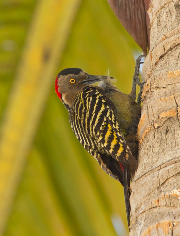 Hispaniolan Woodpecker - ML75555461