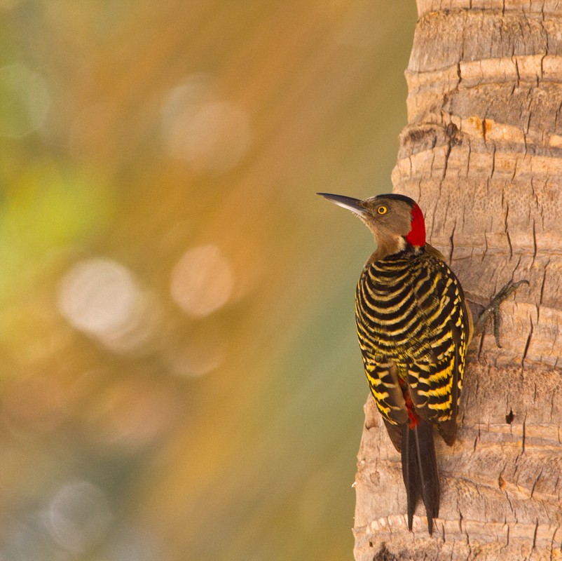 Hispaniolan Woodpecker - ML75555471