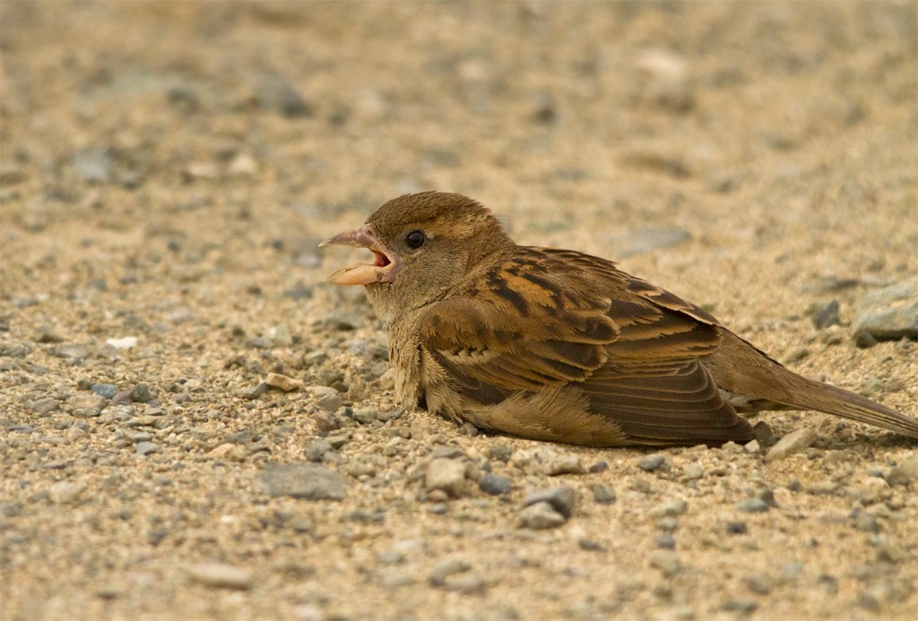 House Sparrow - Piet Grasmaijer