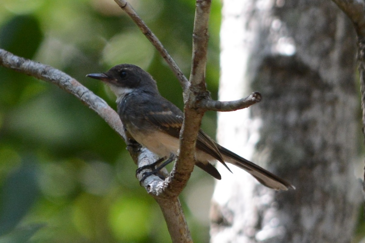 Northern Fantail - Cathy Pasterczyk