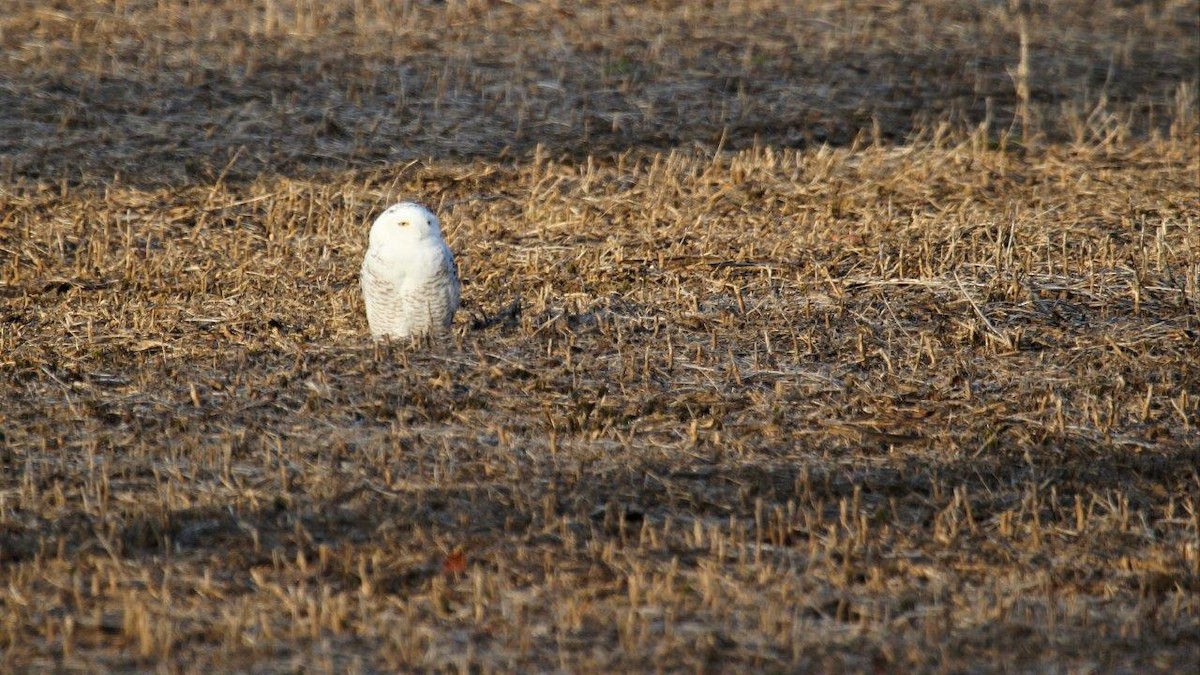 Snowy Owl - Brenton Bacon