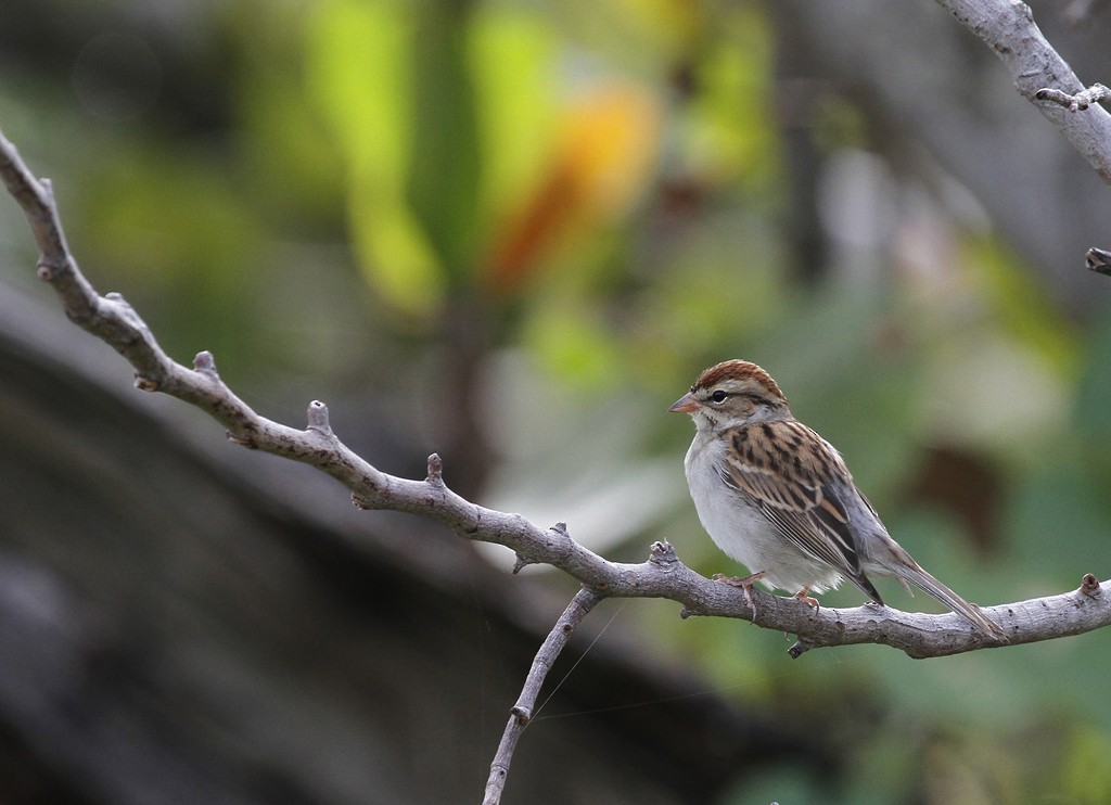 Chipping Sparrow - Bill Hubick
