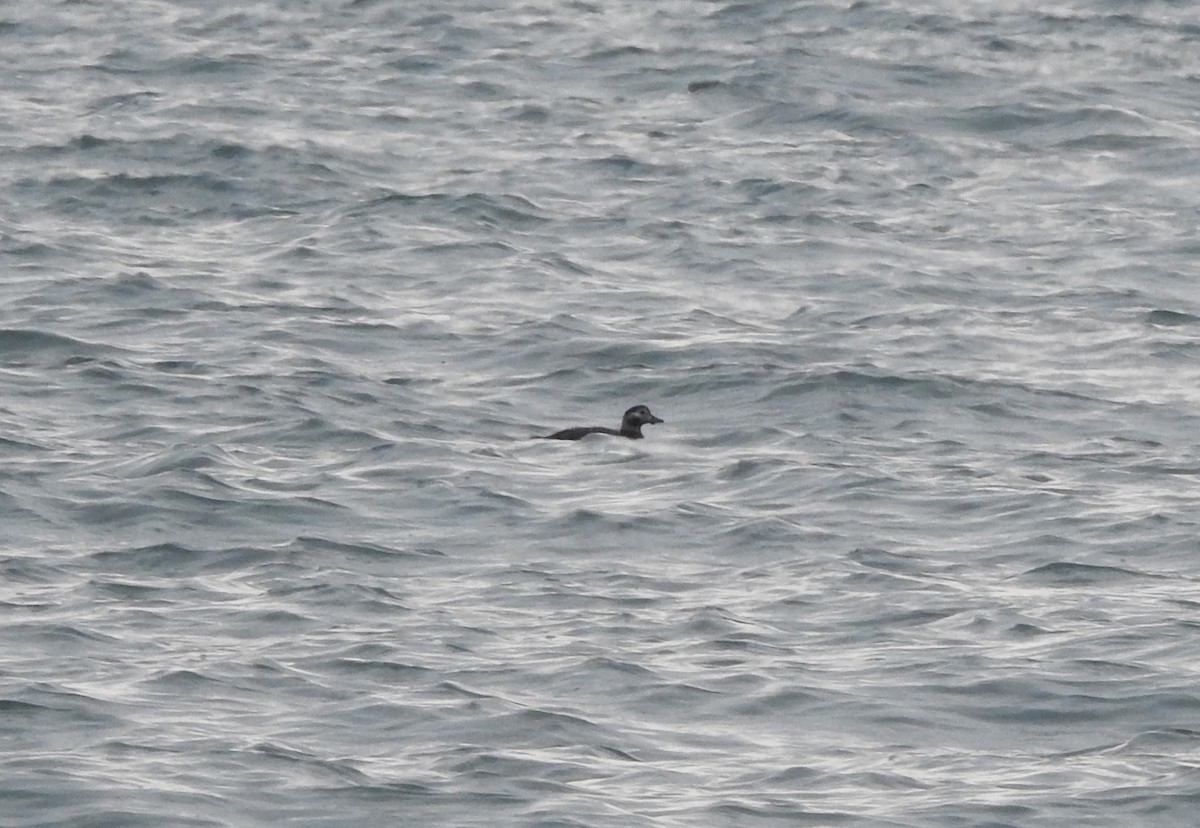 Long-tailed Duck - ML75560381