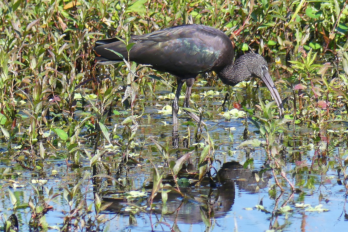 Glossy Ibis - Lorraine Margeson