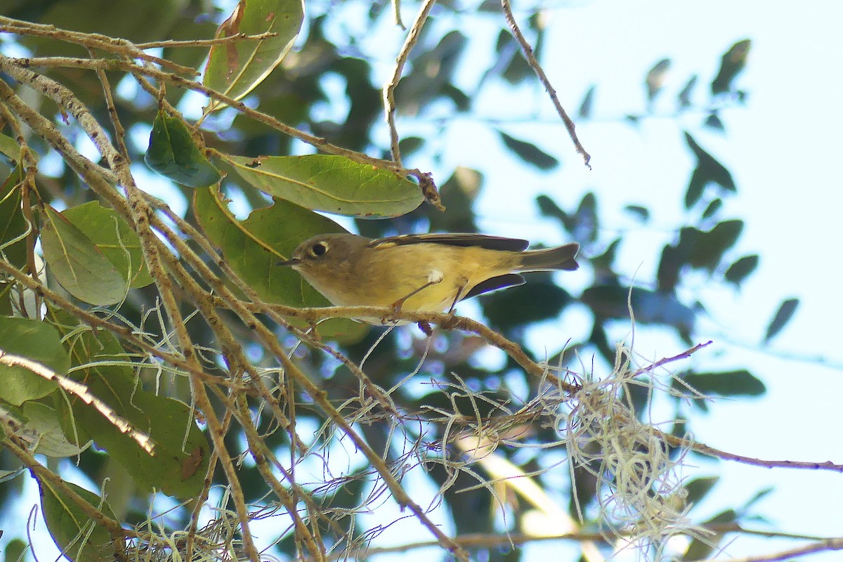 Ruby-crowned Kinglet - Lorraine Margeson