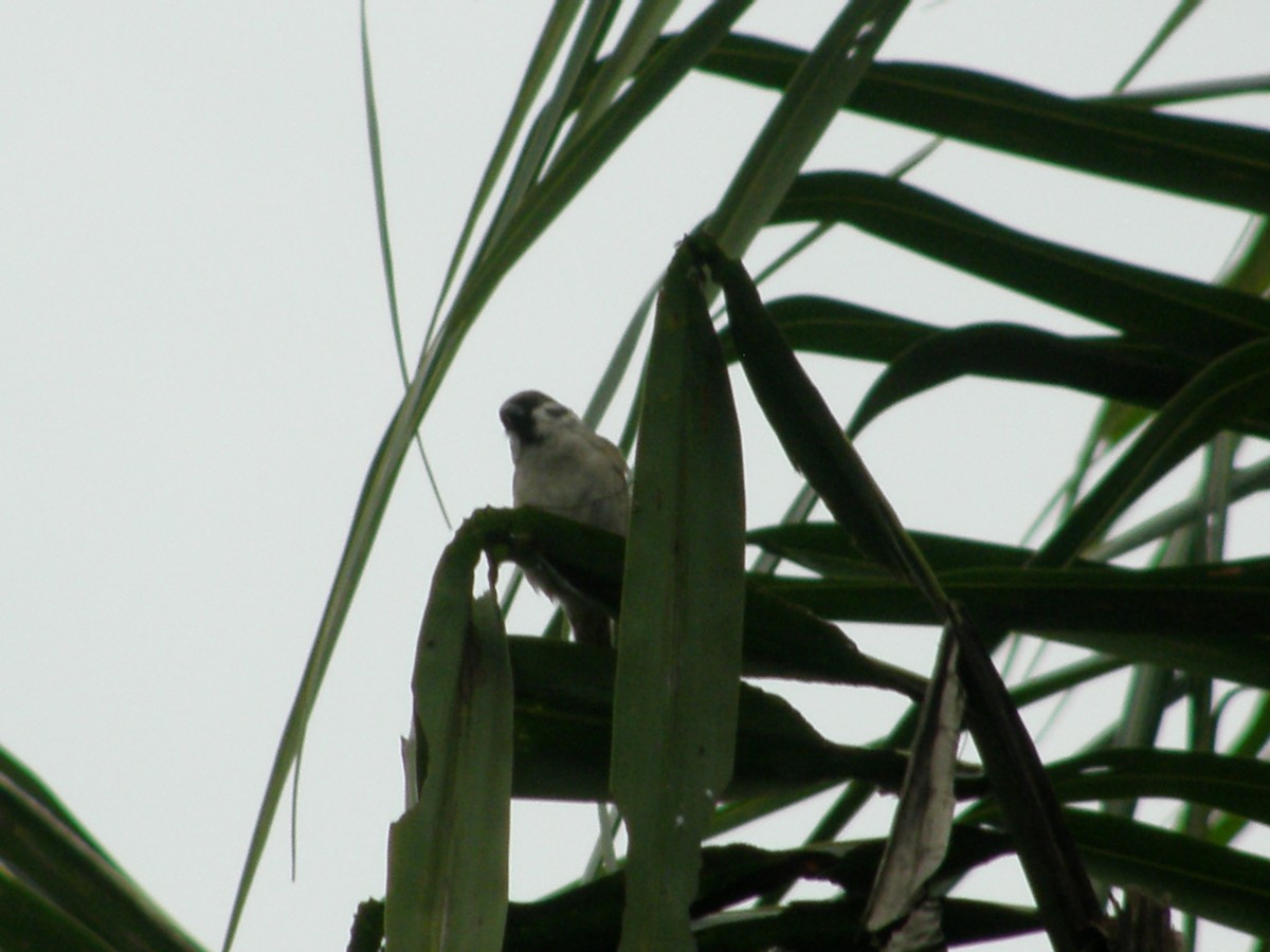 Eurasian Tree Sparrow - ML75563031
