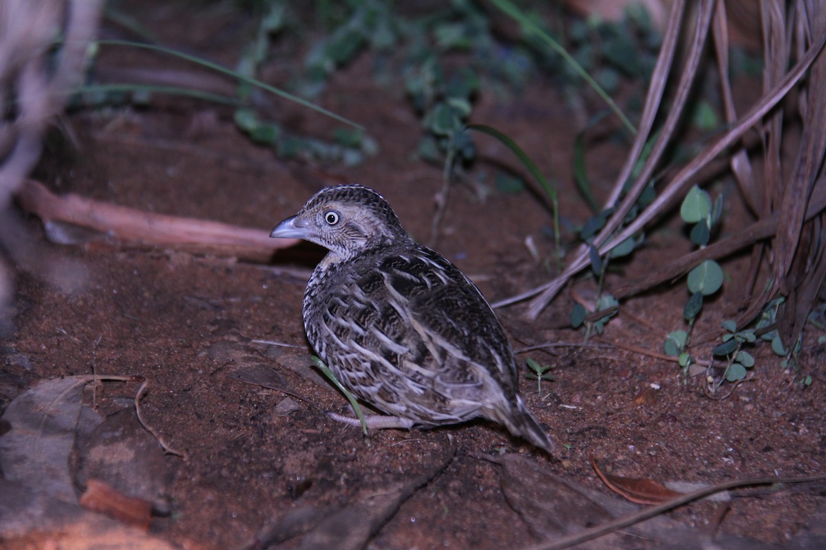 Red-chested Buttonquail - ML75565691