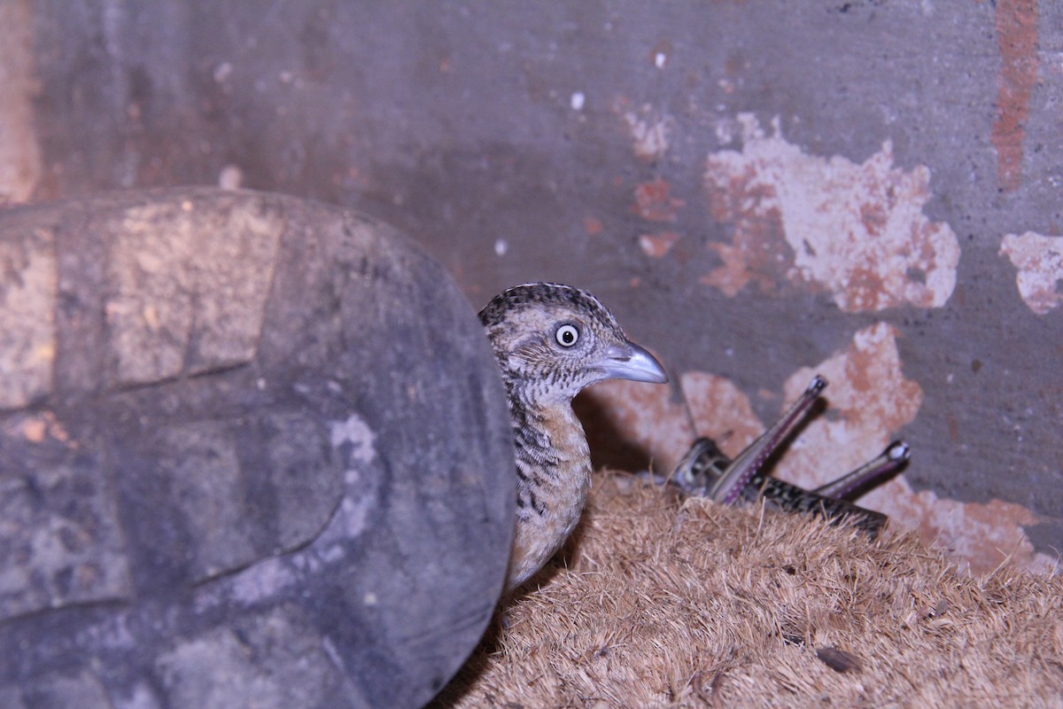 Red-chested Buttonquail - ML75565701
