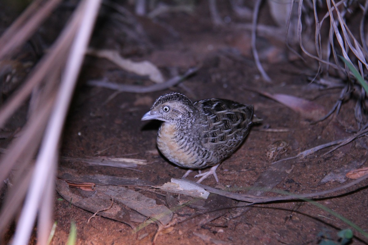 Red-chested Buttonquail - Marc Gardner