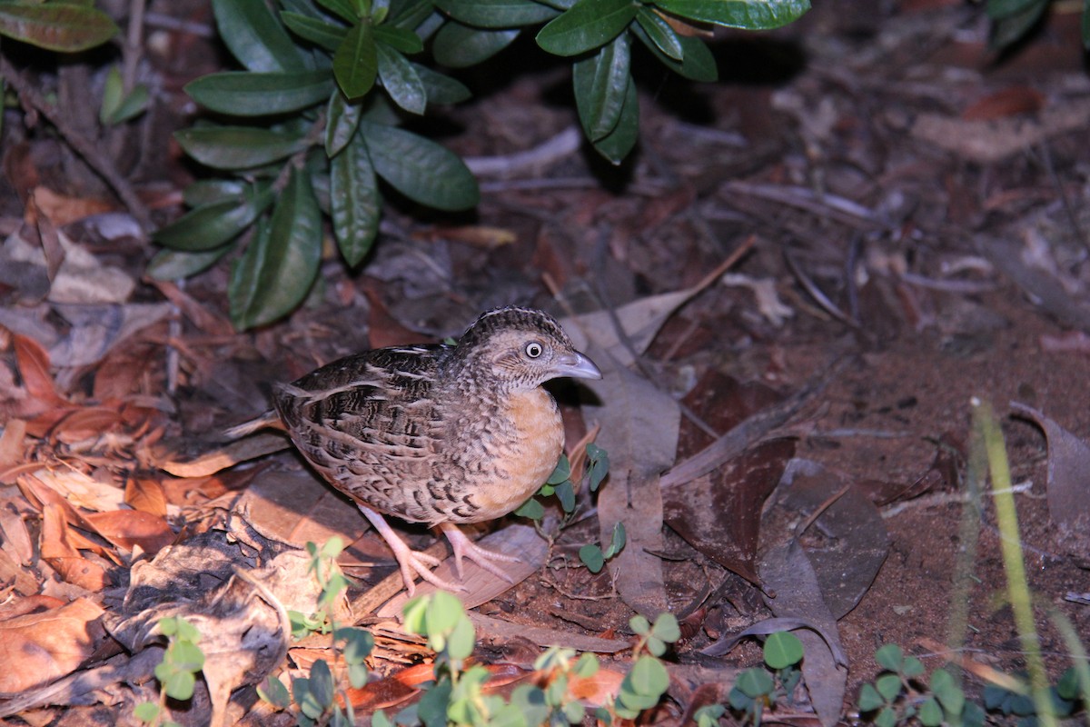 Red-chested Buttonquail - ML75565731