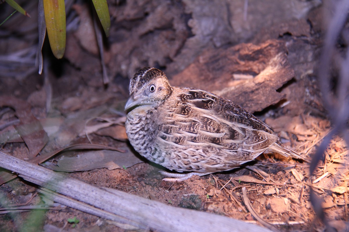 Red-chested Buttonquail - ML75565741