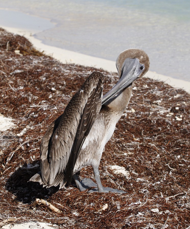 Brown Pelican (Atlantic) - Bill Hubick