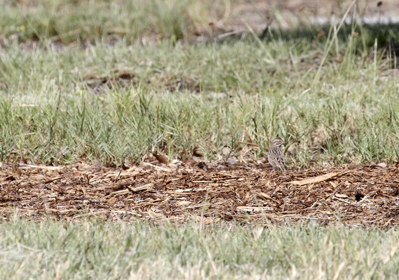 Savannah Sparrow (Savannah) - Bill Hubick