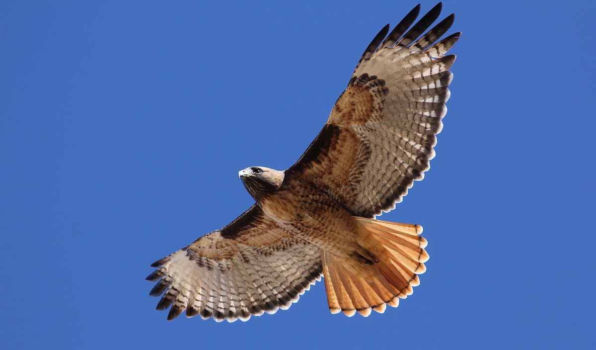 Red-tailed Hawk - Eric Hynes