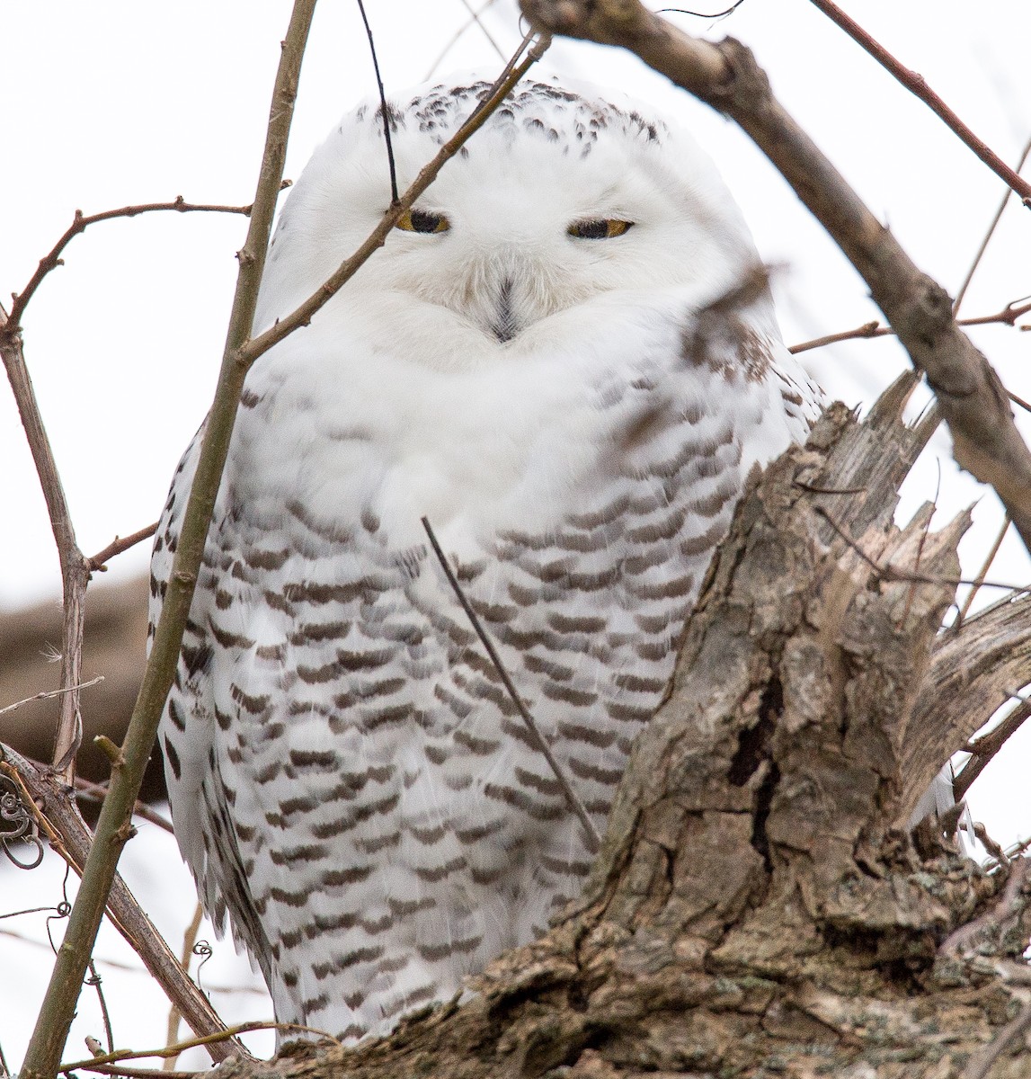 Snowy Owl - mark druziak