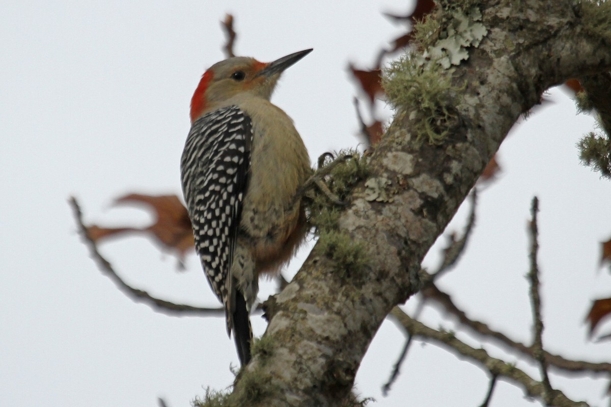 Red-bellied Woodpecker - Jeffrey Offermann