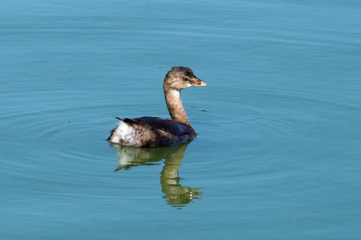 Pied-billed Grebe - Michele  Mclindon