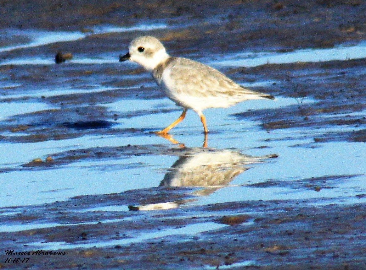 Piping Plover - ML75575231