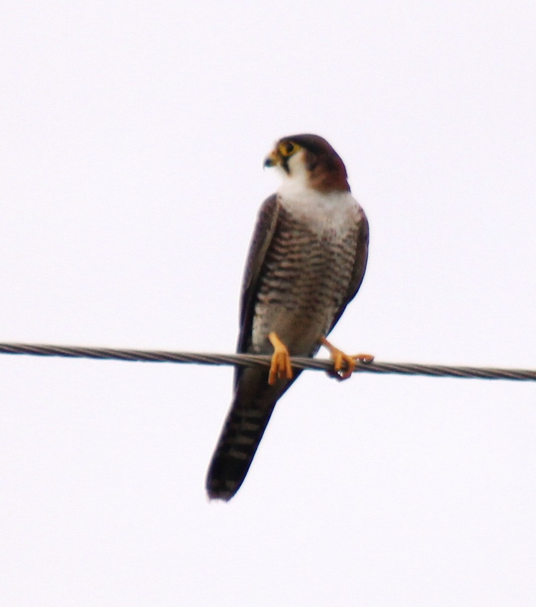 Red-necked Falcon - ML75575681