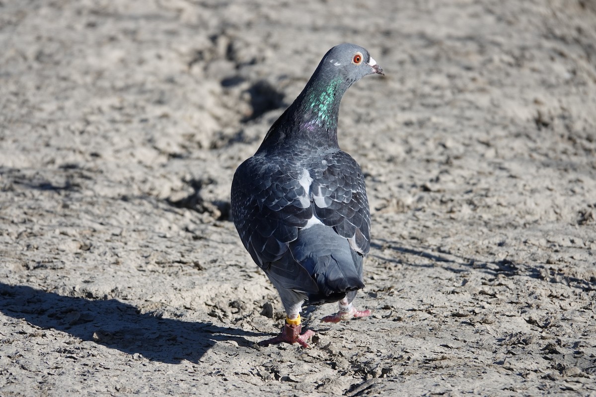 Rock Pigeon (Feral Pigeon) - ML75575691