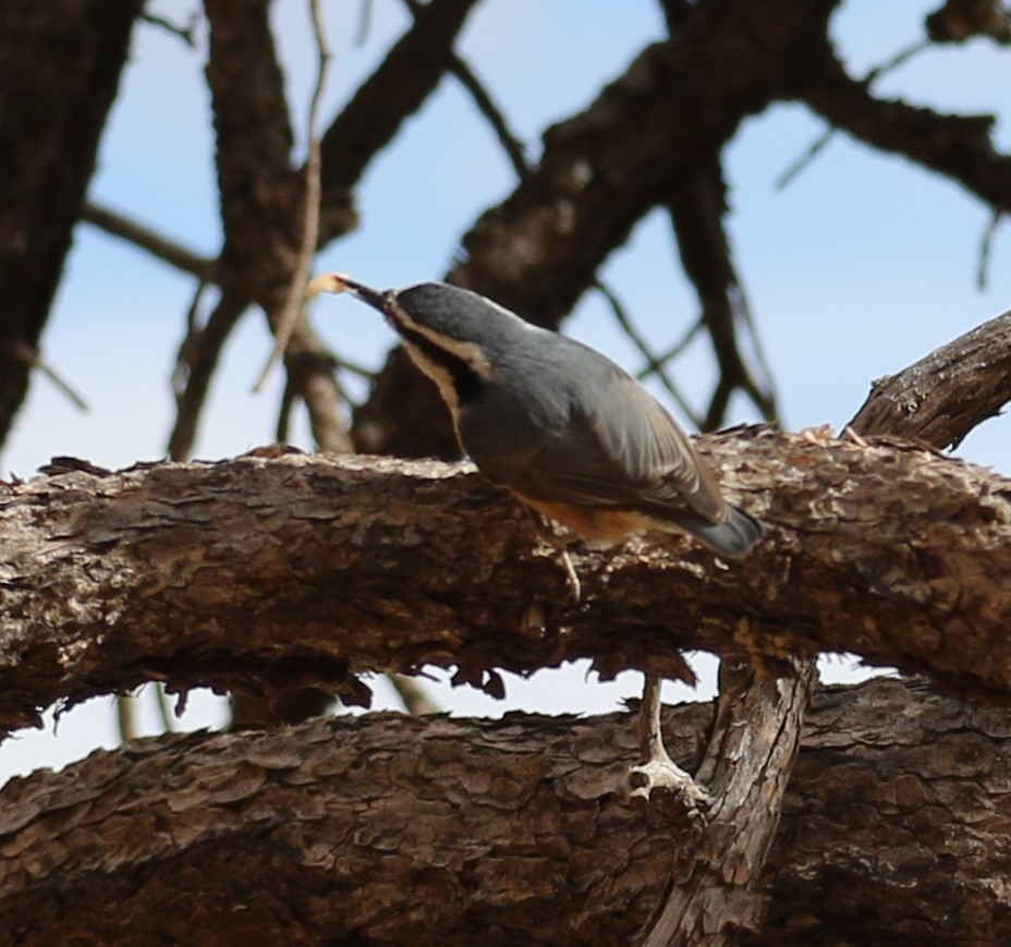 Red-breasted Nuthatch - ML75577201