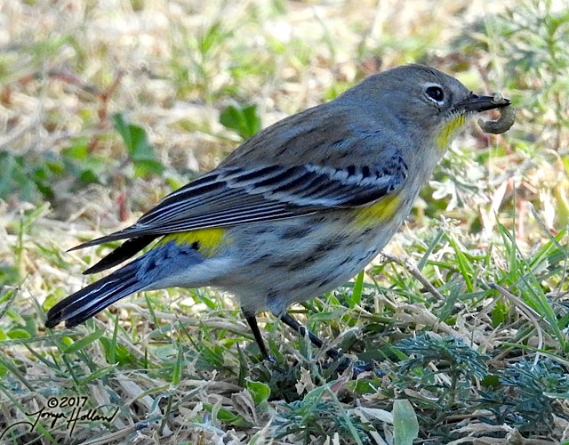 Yellow-rumped Warbler (Audubon's) - Tonya Holland