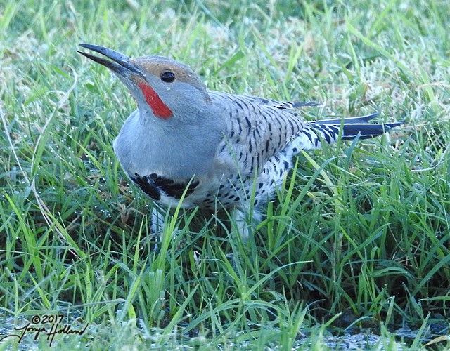 Northern Flicker (Red-shafted) - Tonya Holland