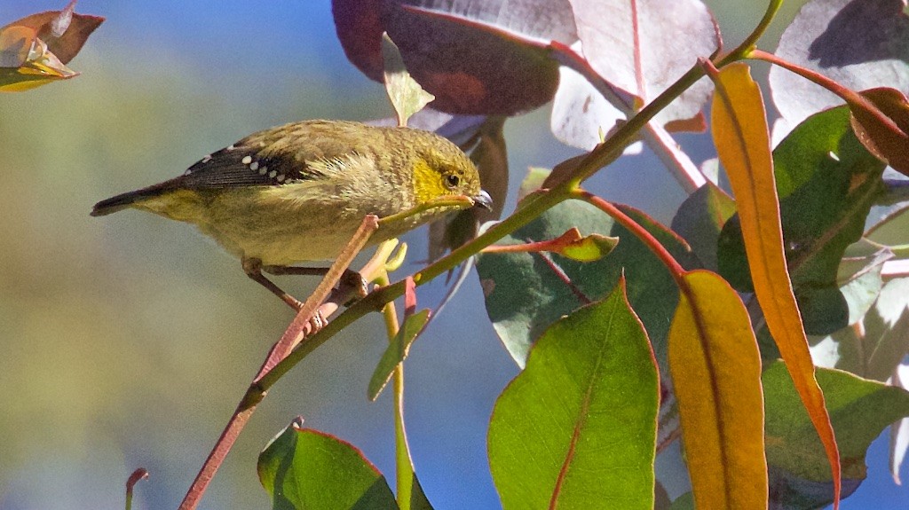 Forty-spotted Pardalote - Ed Harper