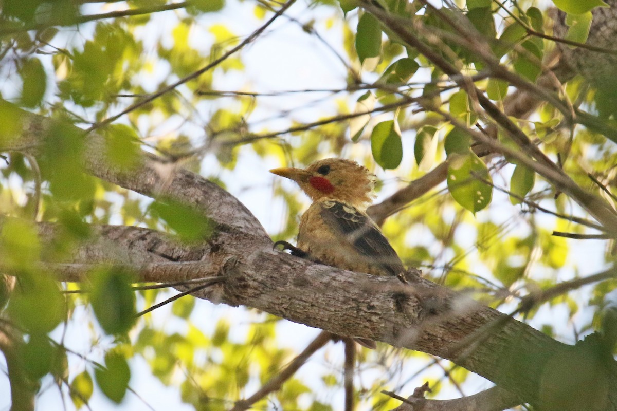 Cream-colored Woodpecker - David Lang