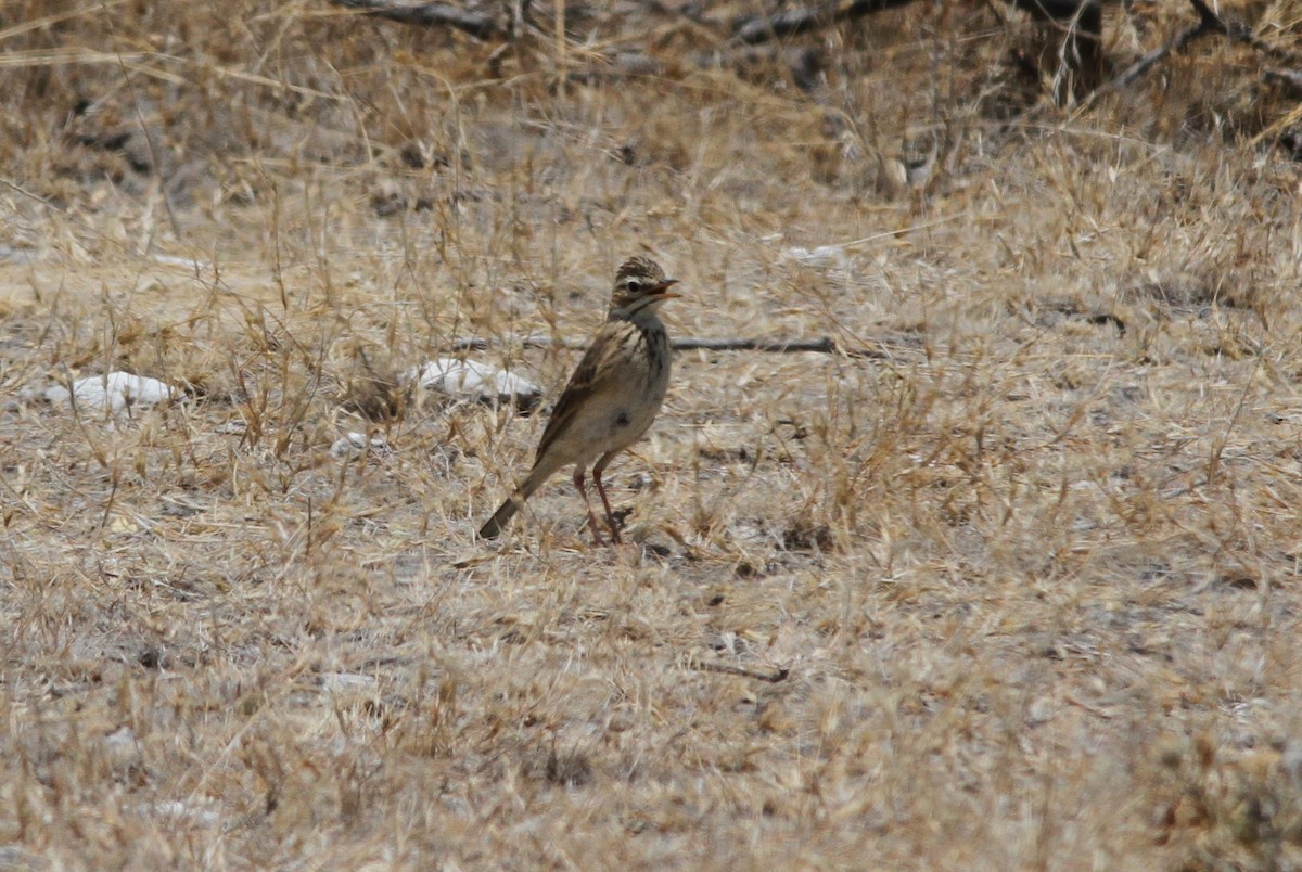 African Pipit - ML75585791