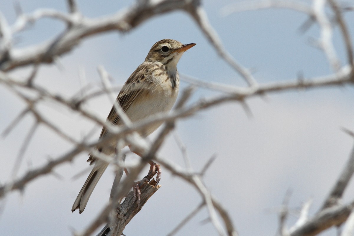 Pipit africain - ML75585801