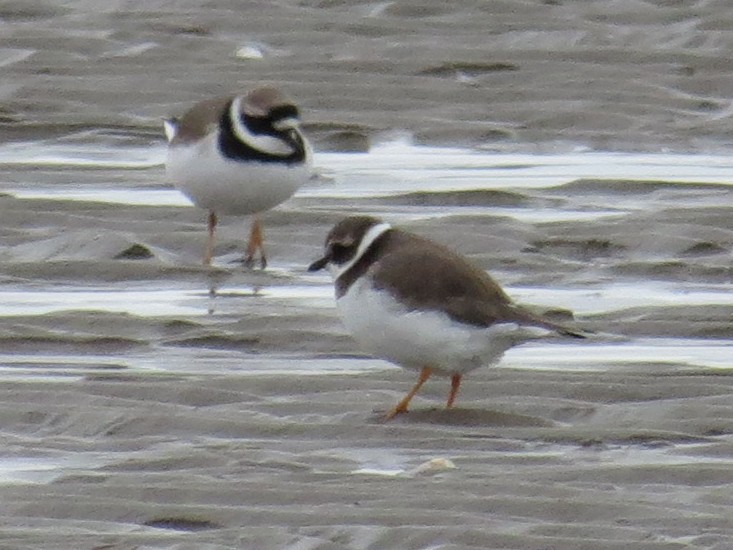 Common Ringed Plover - ML75586931