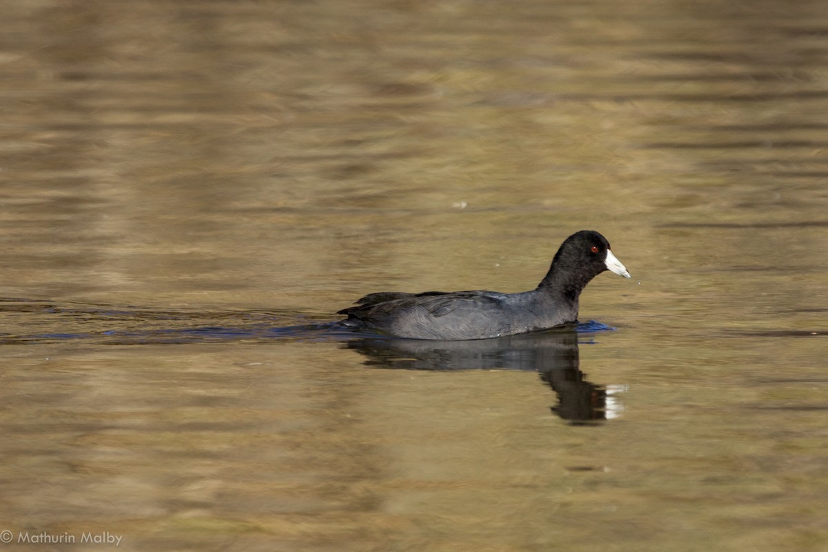 American Coot - Mathurin Malby