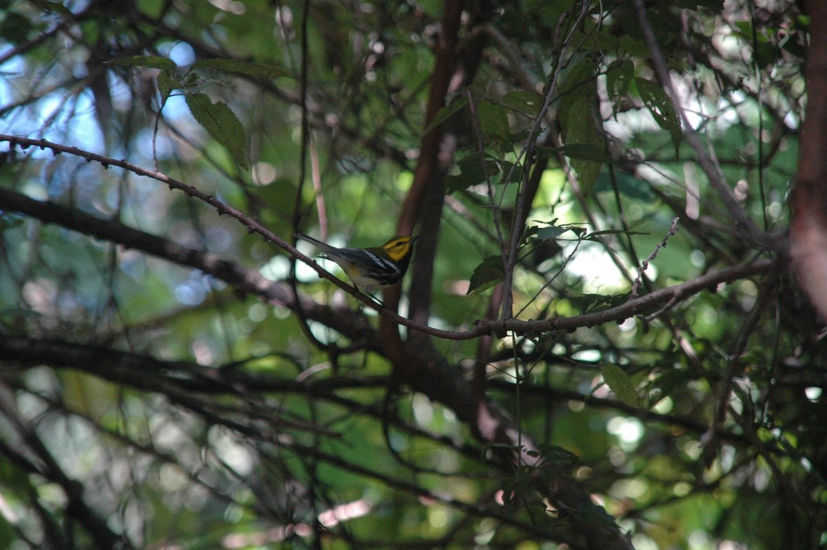 Black-throated Green Warbler - ML75590811