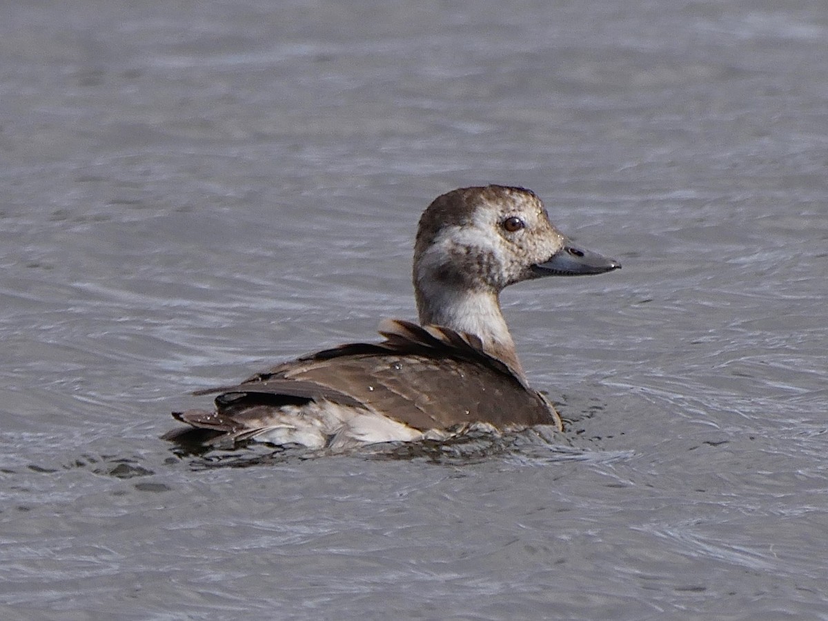 Long-tailed Duck - Jeffrey Thomas
