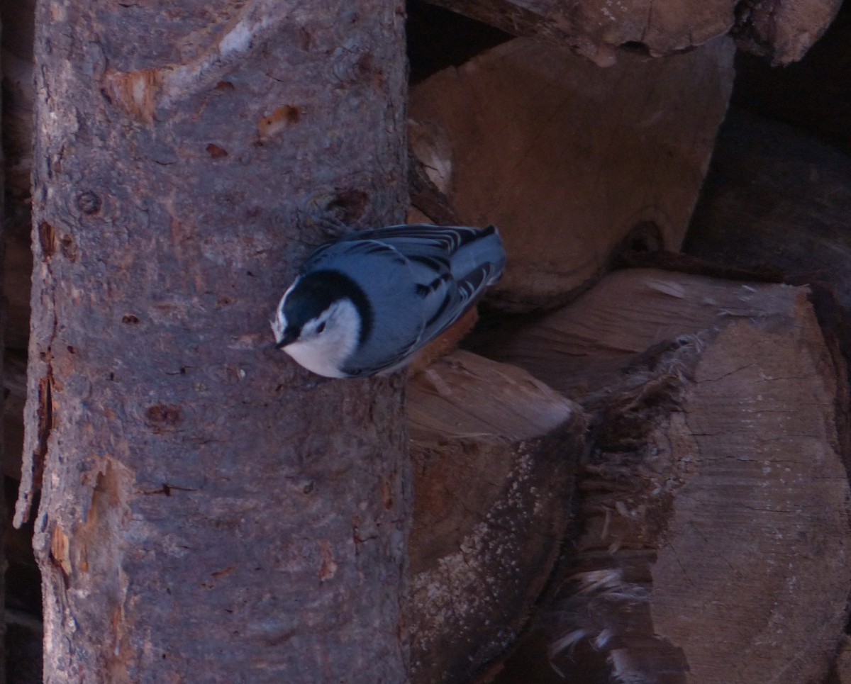 White-breasted Nuthatch - Alain Sylvain