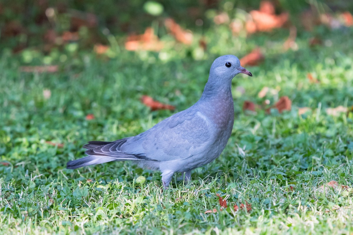 Pigeon colombin - ML75598381