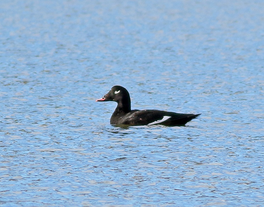 White-winged Scoter - Robb Hinds