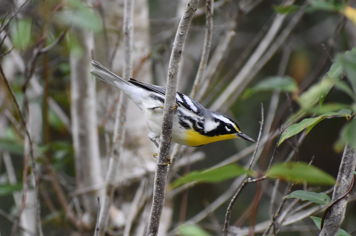 Yellow-throated Warbler - Jeff Graham