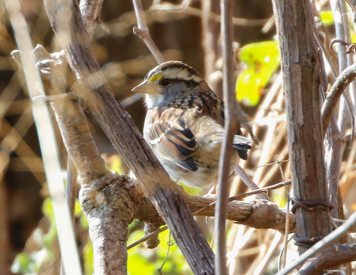 White-throated Sparrow - Mark Sawyer