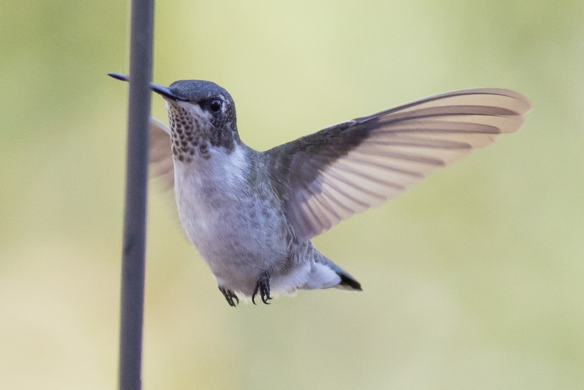 Black-chinned Hummingbird - ML75603441