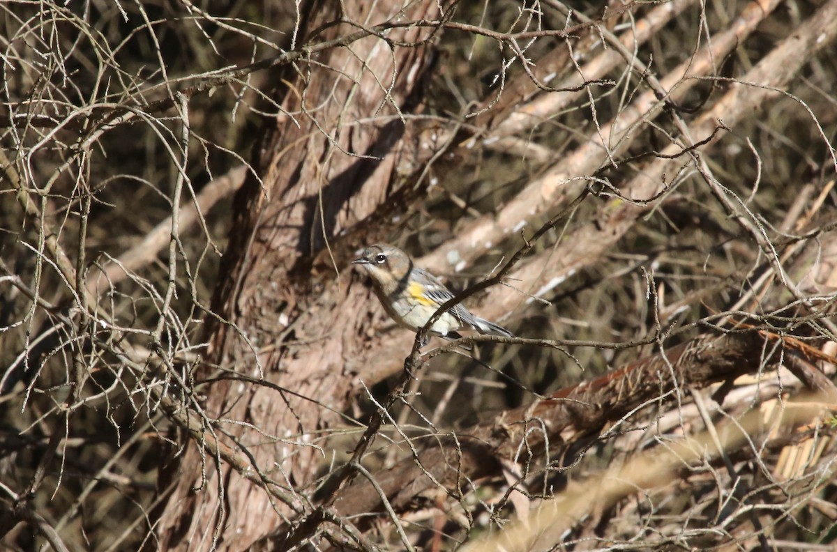 Yellow-rumped Warbler (Myrtle) - ML75603471