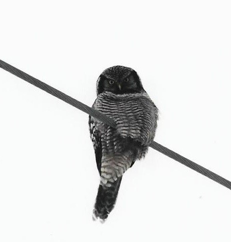 Northern Hawk Owl - Jose Gagnon