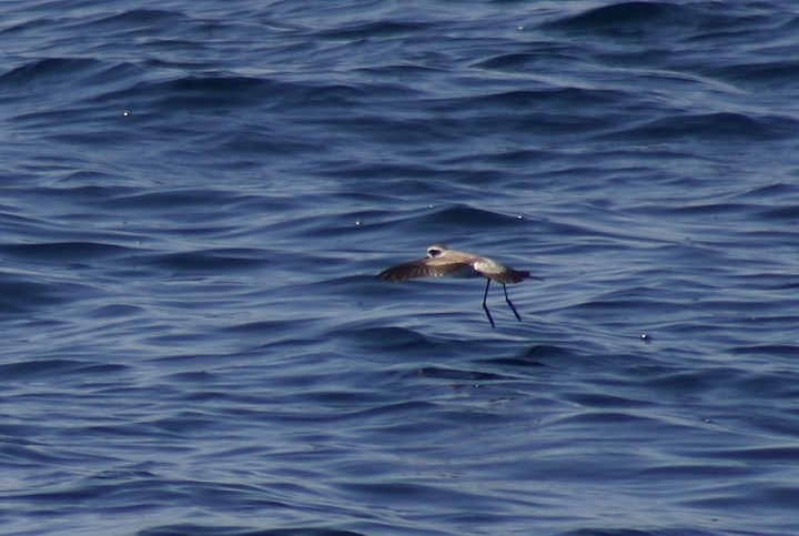 White-faced Storm-Petrel - ML75610401