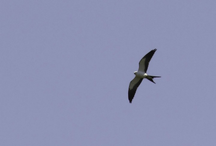 Swallow-tailed Kite - Bill Hubick