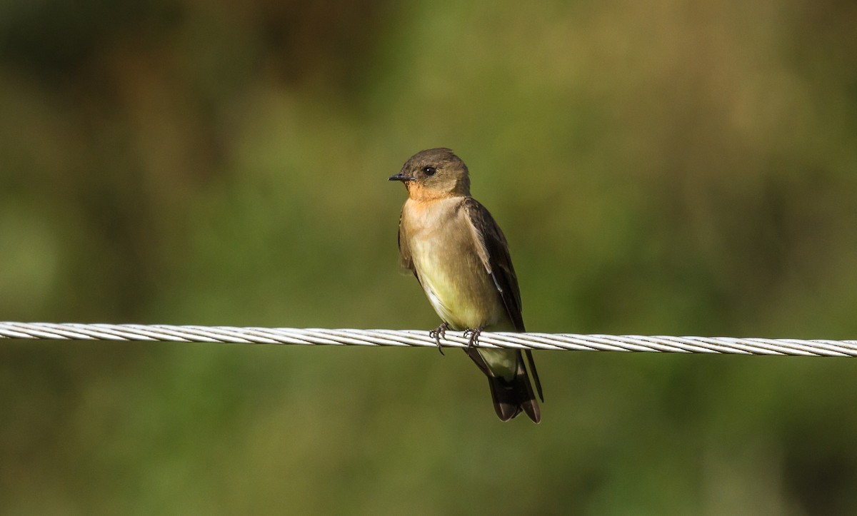 Southern Rough-winged Swallow - ML75613981