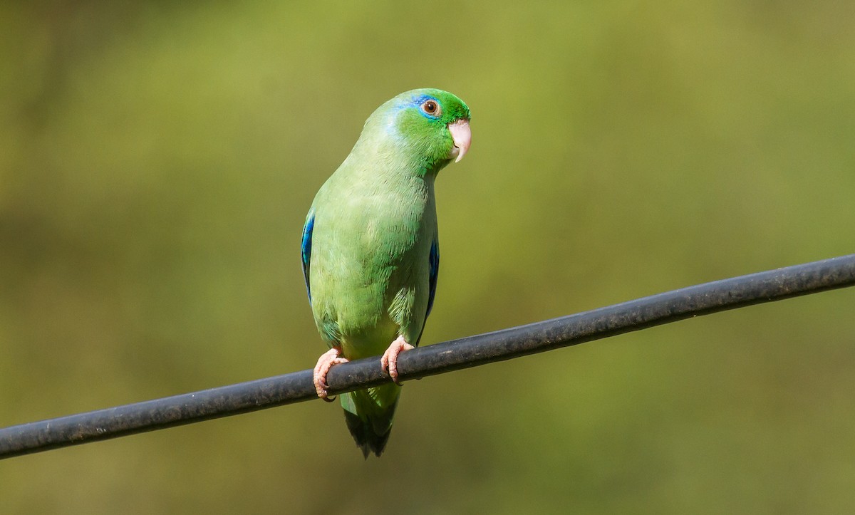 Spectacled Parrotlet - ML75614631