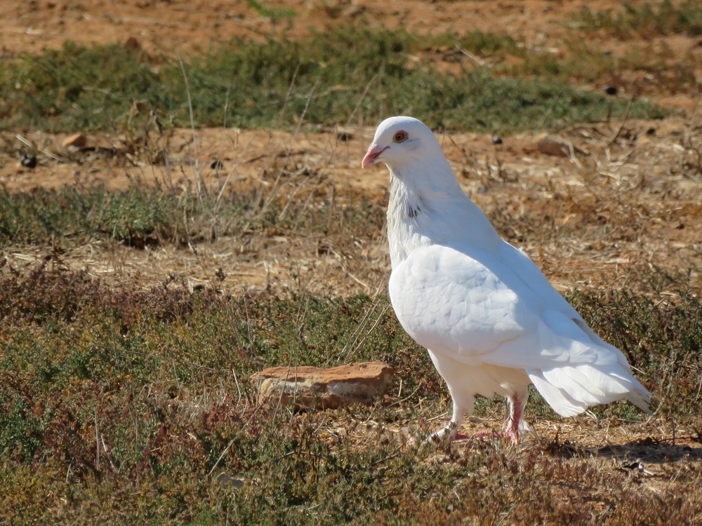 Rock Pigeon (Feral Pigeon) - ML75615631