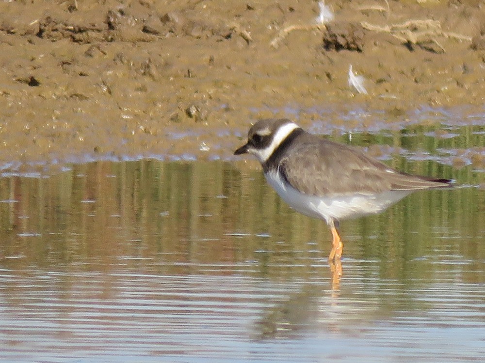 Common Ringed Plover - ML75616291